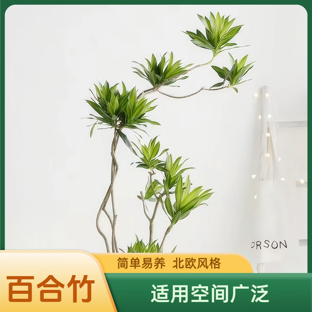 百合竹老桩造型飘枝好看室内客厅绿植北欧风格办公室网红绿植