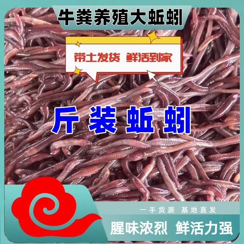 鲜活红虫鲜活鱼儿活饵鲤鱼饵鱼食饵料垂钓鲫鱼饵斤装通用