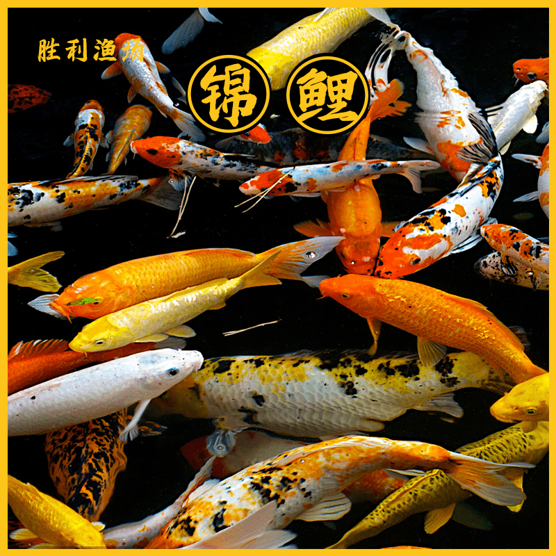 纯种高档锦鲤 活鱼冷水鱼观赏鱼红白金鱼本地批发混搭现货