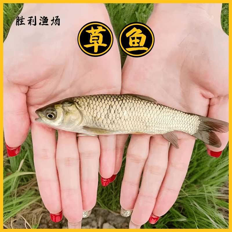 草鱼鲩鱼 淡水水族活体鲜活批发 宠物观赏鱼