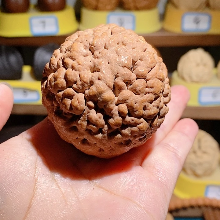野生三瓣脑纹大金刚5557