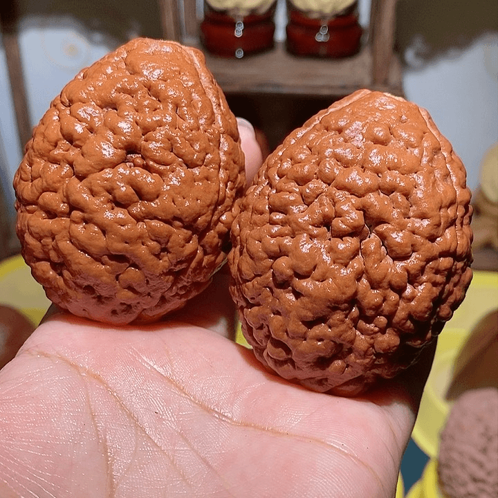 野生三瓣脑纹大金刚