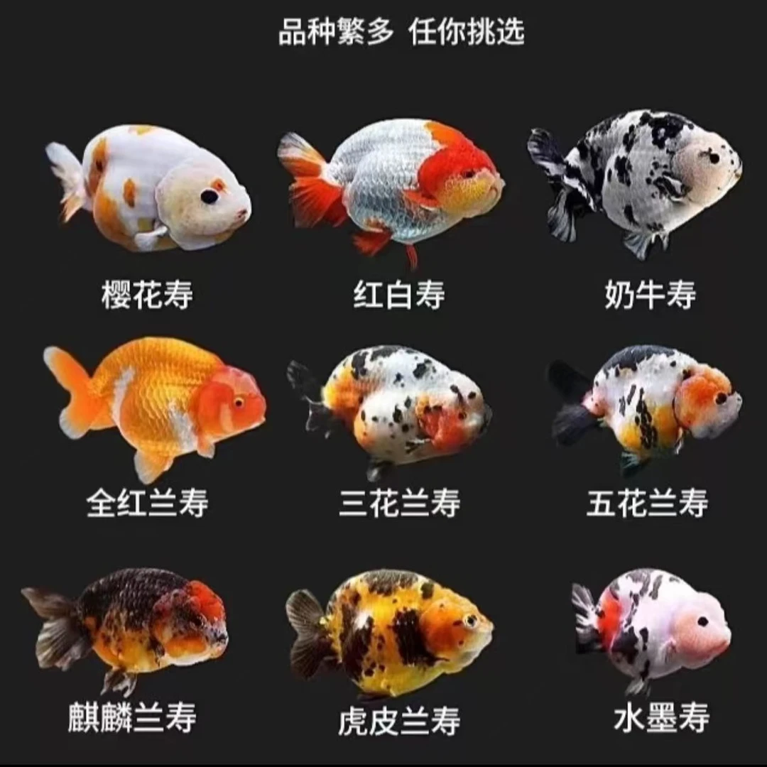 兰寿红白5-8公分包邮包路损-鱼收到拍开箱视频-无开箱视频不售后