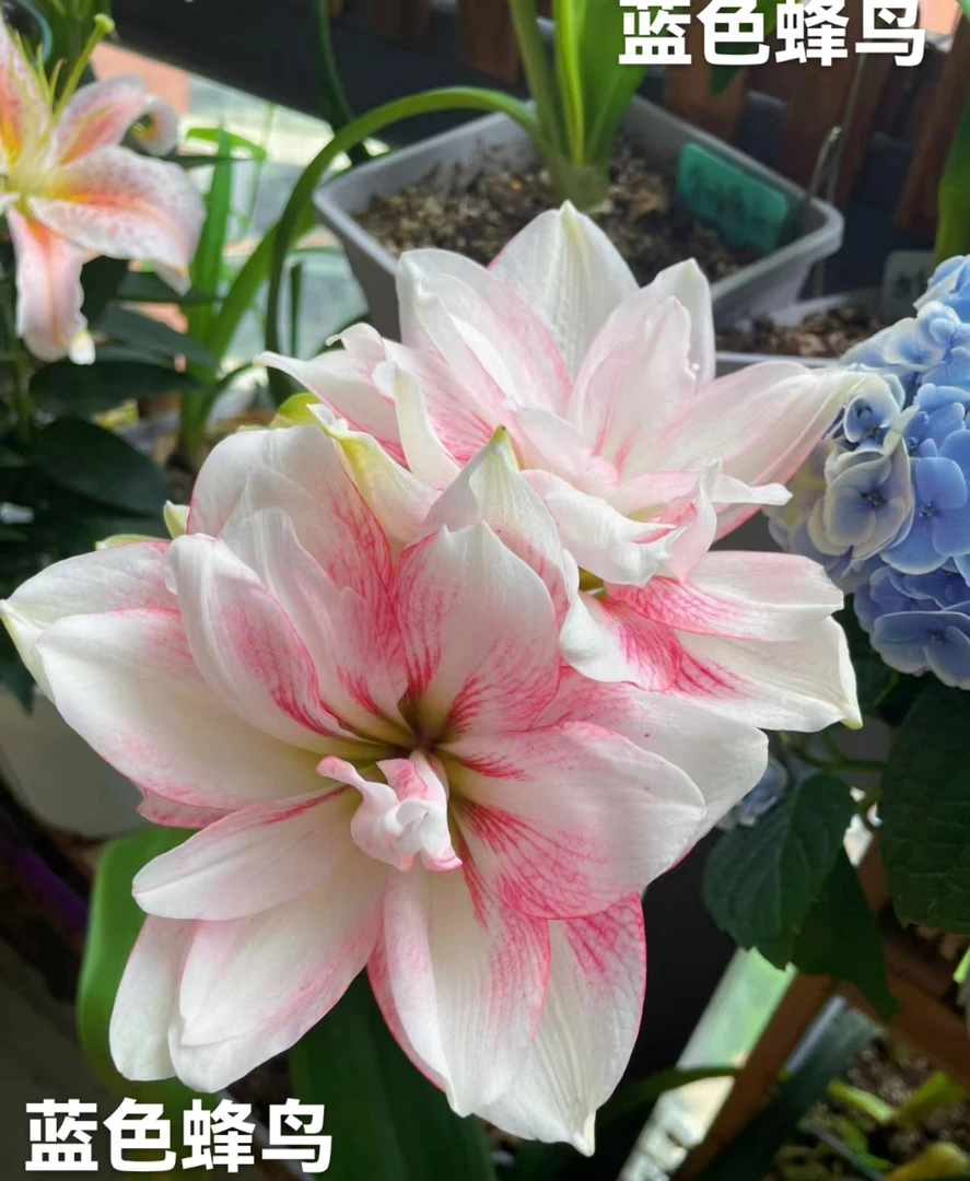 福利（蓝色蜂鸟）重瓣朱顶红包品种