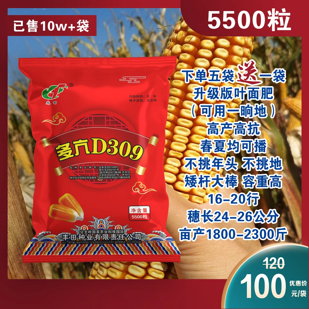 Z多亢D309高产高抗进口包衣抗病增产产量大棒王种植