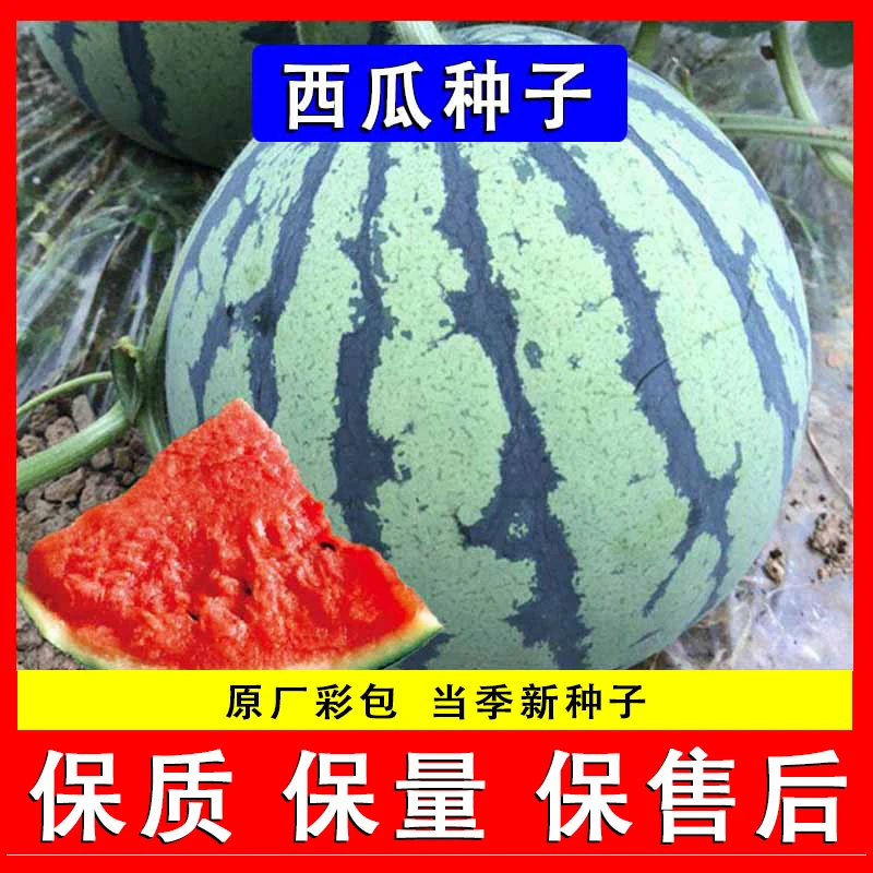 麒麟8424早佳无籽西瓜种子籽特大高产巨型甜王阳台瓜果小水果种孑