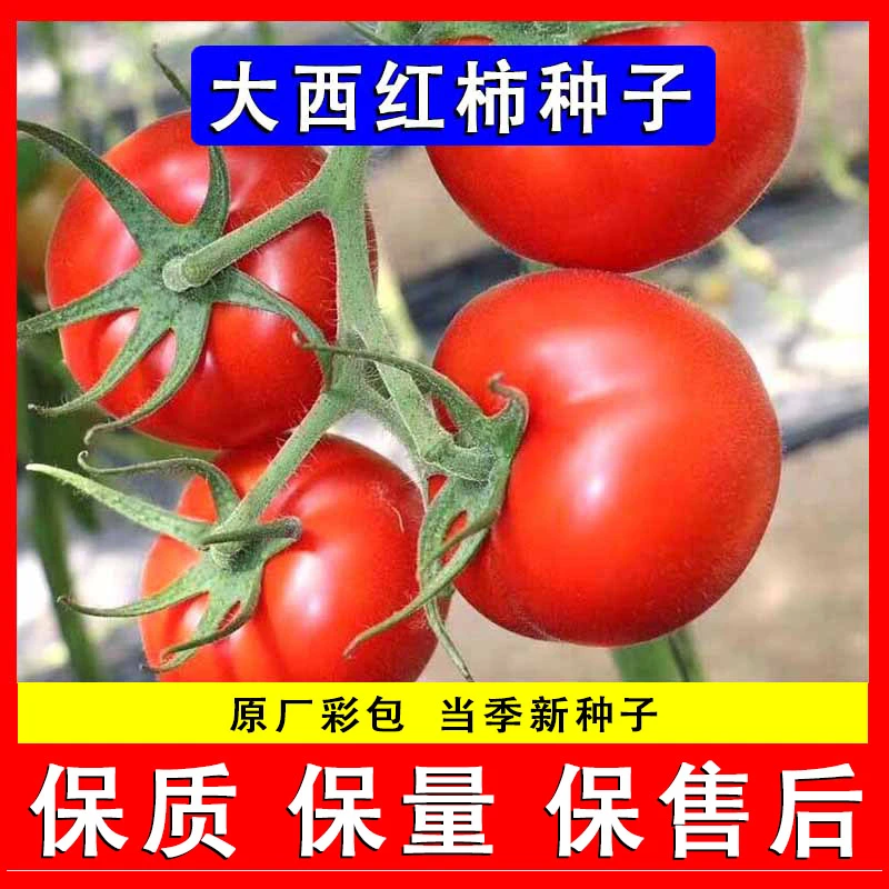 西红柿农家大番茄种子品质阳台盆栽庭院有机蔬菜籽四季种植精选