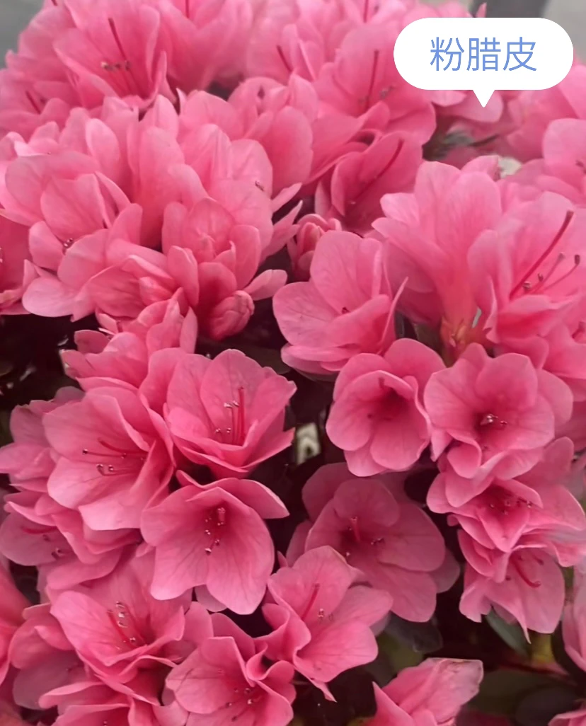 粉腊皮进口品种杜鹃花海棠花茶花木槿花阮迪慧花卉庭院杜鵑花
