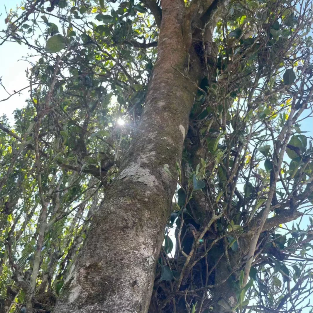 临沧无人区野生茶古树大单株2024年头采春茶