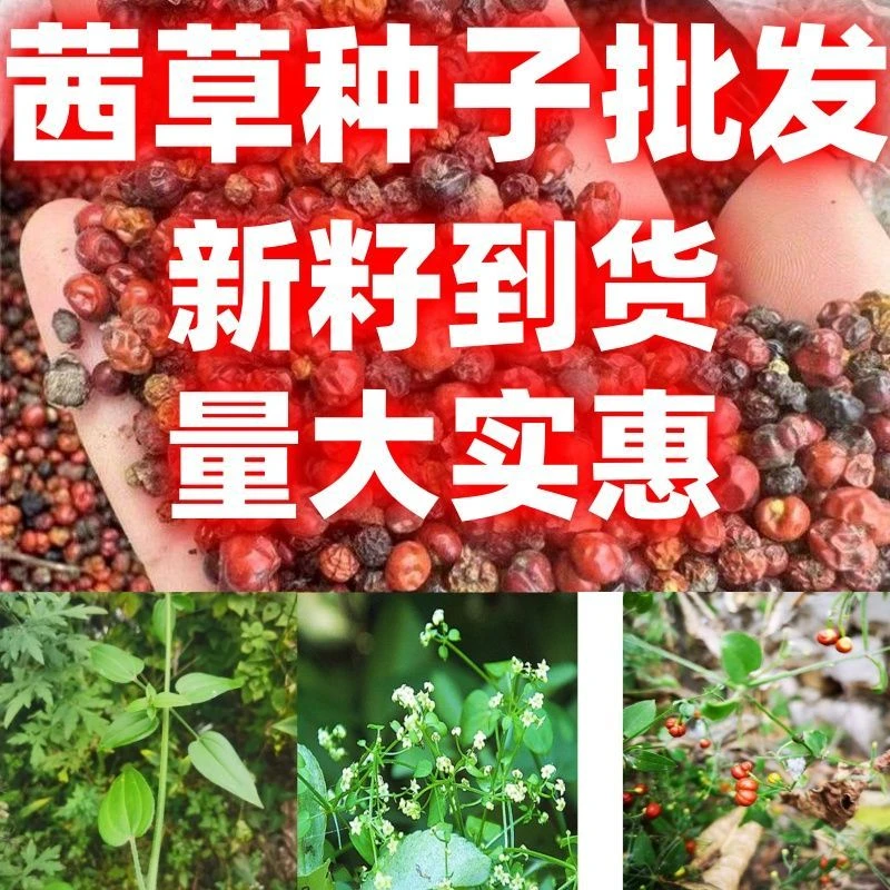 茜草种子东北风车草中草药野生新奇爬藤植物阳台盆栽四季简单易活