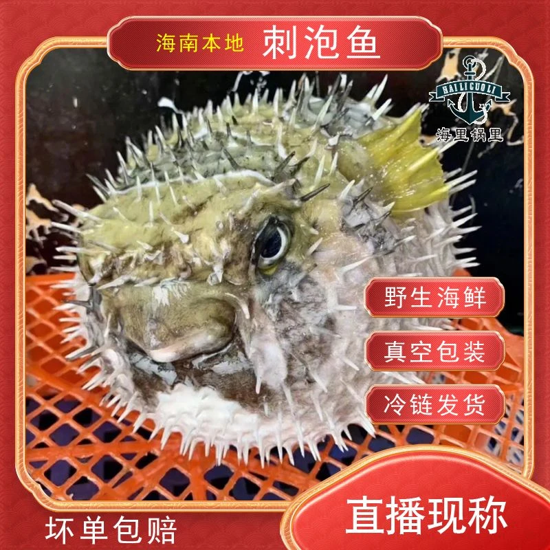 新鲜刺泡鱼刺龟鱼【松头红脚虾】