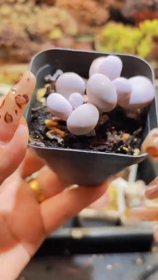 【闪购商品】116蛋黄奶酪