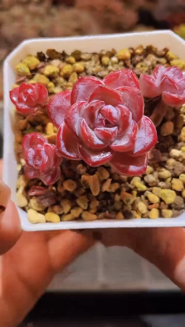 【闪购商品】069霜降