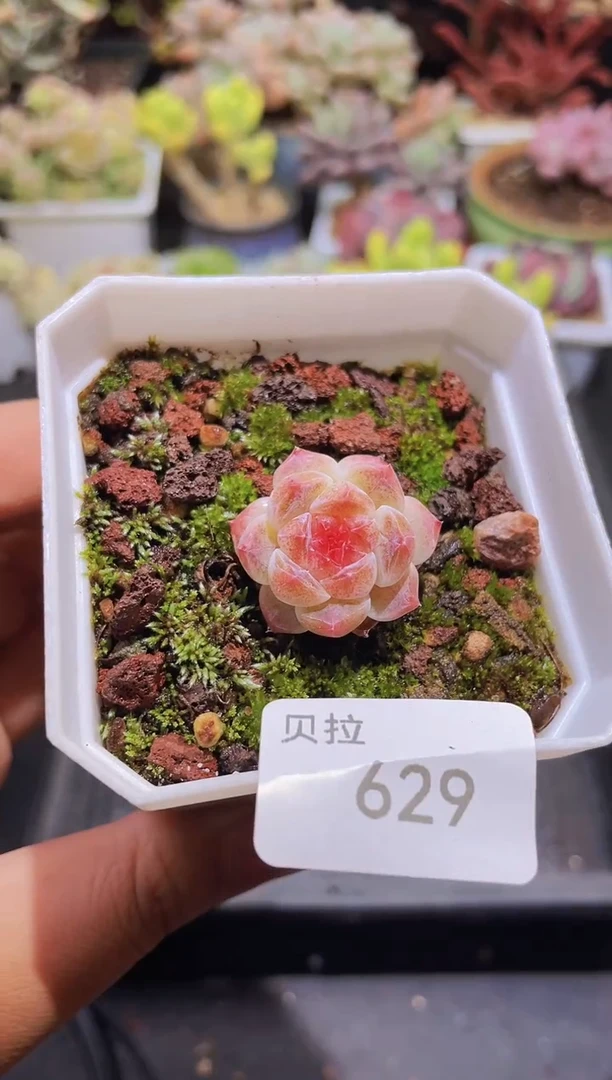 【闪购商品】628冰魄