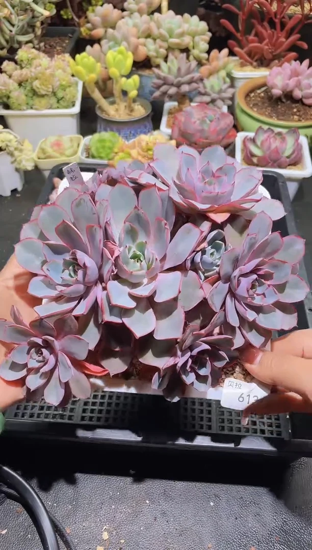 【闪购商品】613赫拉