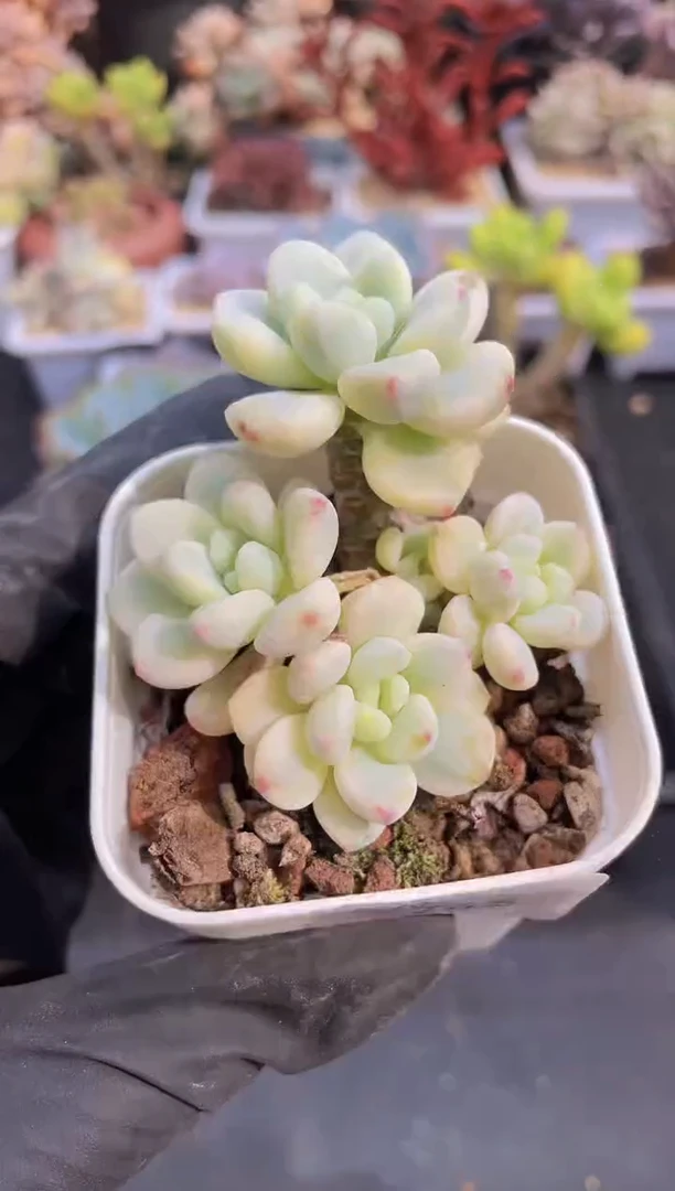 【闪购商品】745劳尔锦