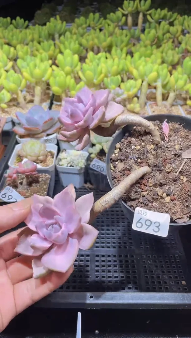 【闪购商品】693彩虹糖