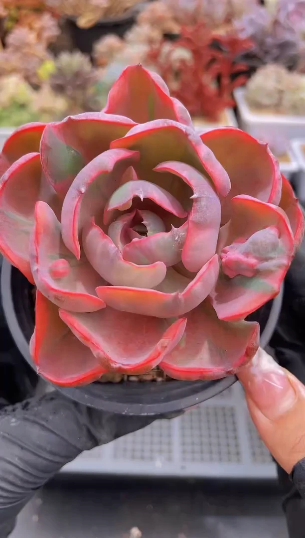 【闪购商品】157心