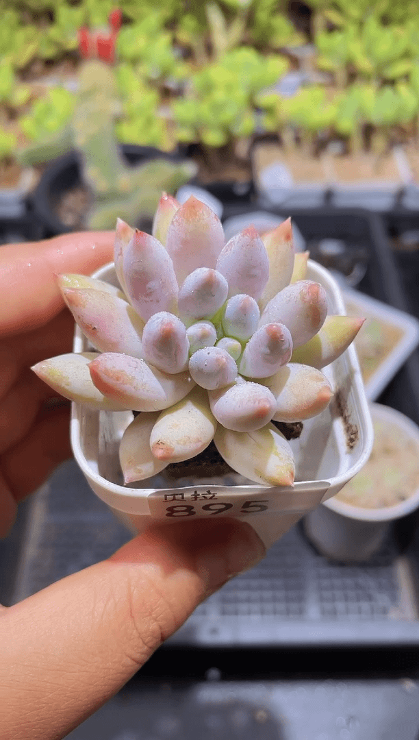 【闪购商品】895奶瓶带盆土发