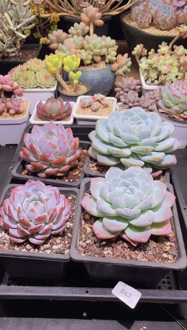 【闪购商品】842组合