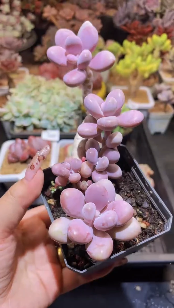 【闪购商品】554桃蛋大叶腰子