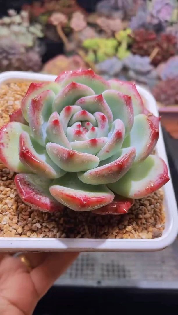 【闪购商品】270白拉糖