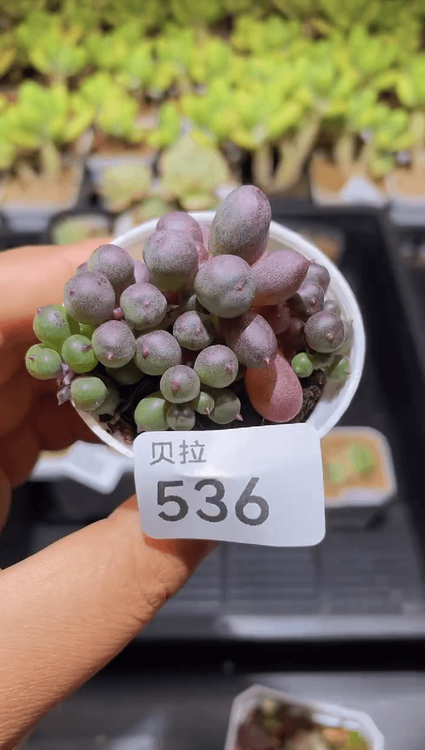 【闪购商品】536紫旋叶