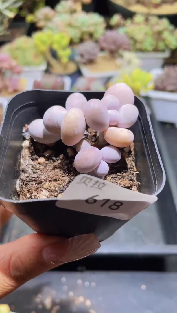 【闪购商品】618蛋黄奶