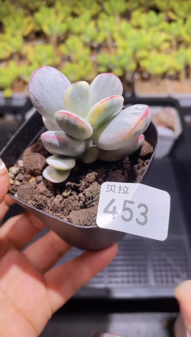 【闪购商品】453乒乓福娘锦