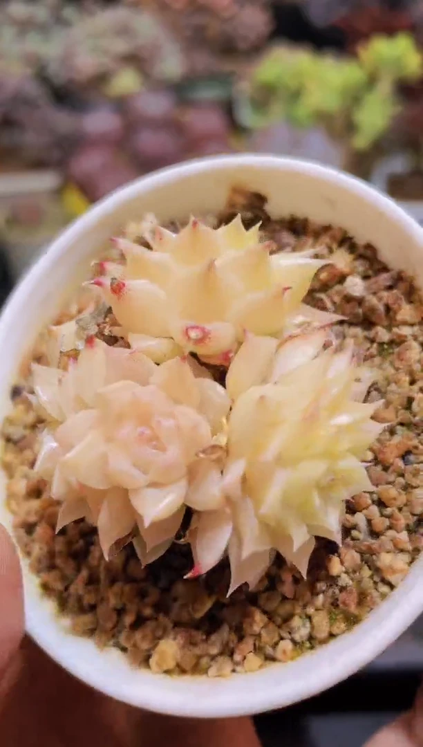 【闪购商品】529麦秆