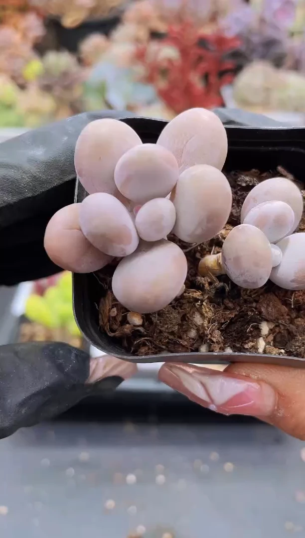 【闪购商品】269奶酪