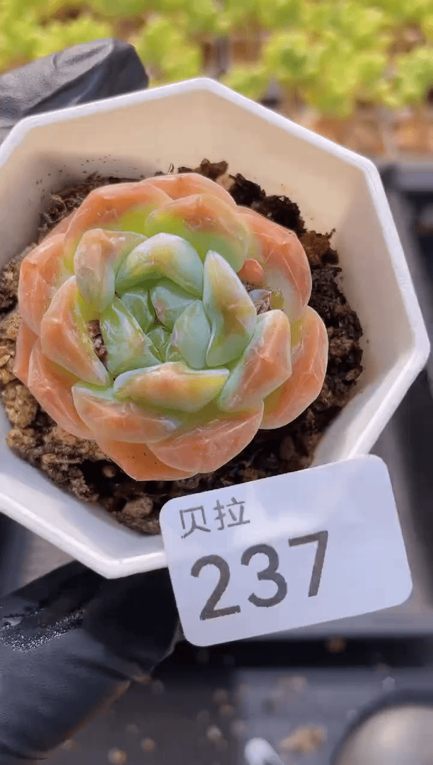 【闪购商品】237冰糕带盆土发