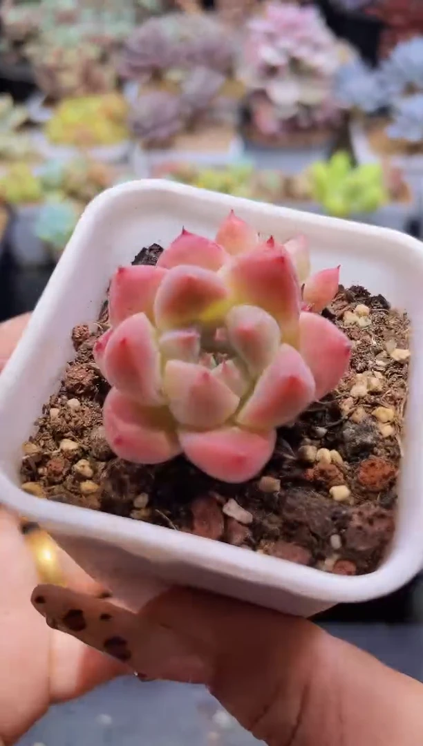 【闪购商品】308如梦令双头