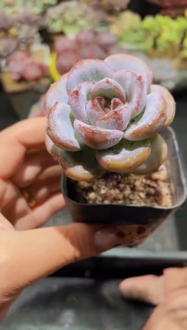 【闪购商品】078星星雪