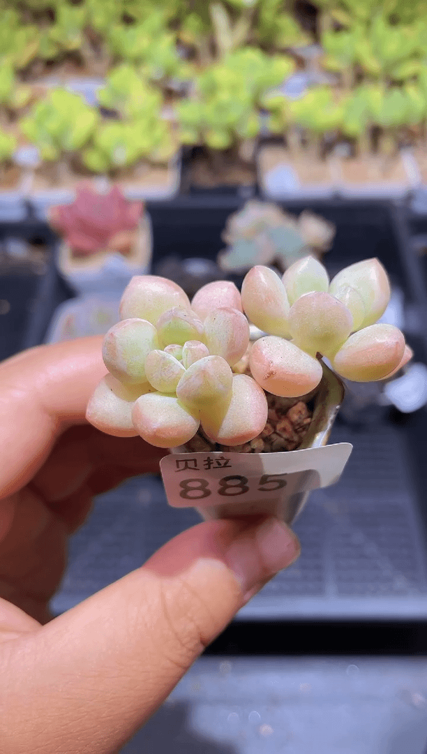 【闪购商品】885泡泡糖带盆土发
