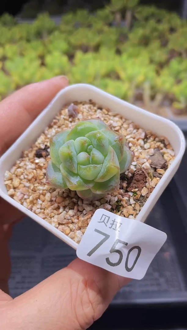 【闪购商品】750粉钻带盆土