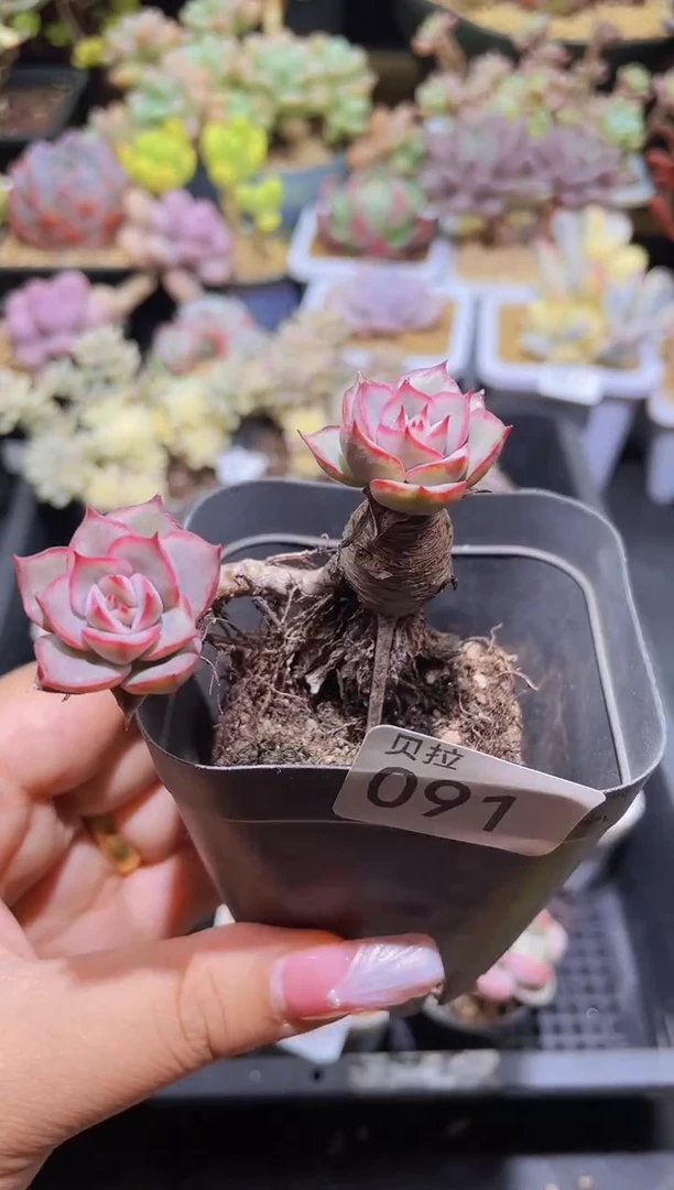 【闪购商品】091红缨