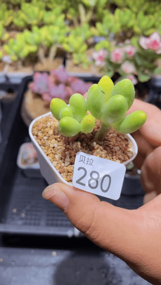 【闪购商品】280宝宝金