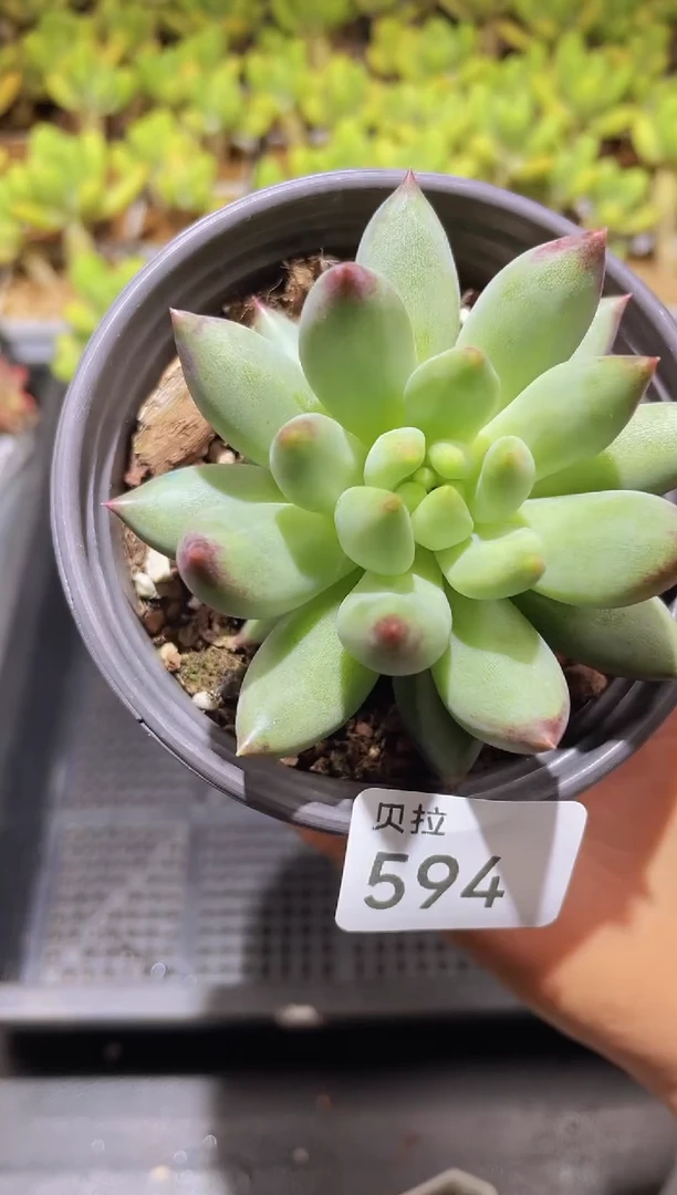 【闪购商品】594岩子