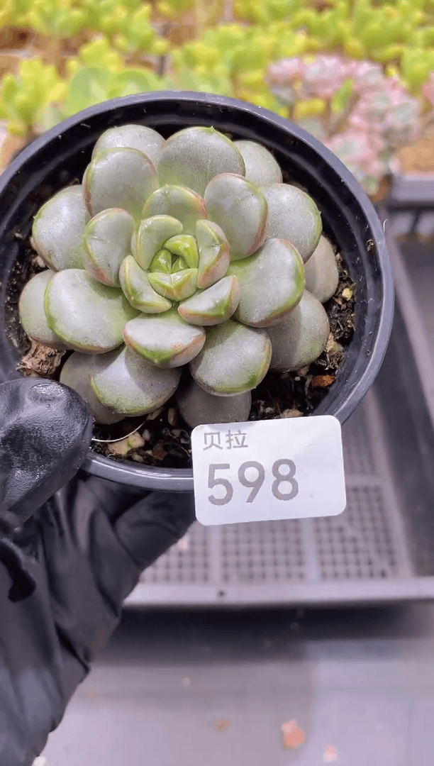 【闪购商品】598葡萄