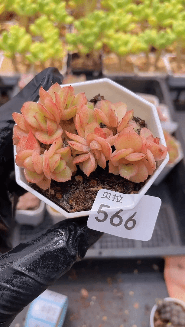 【闪购商品】566冰玫瑰锦带盆土发