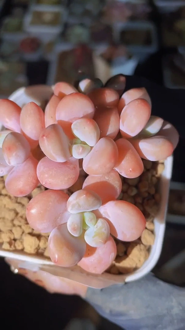 【闪购商品】204洛神