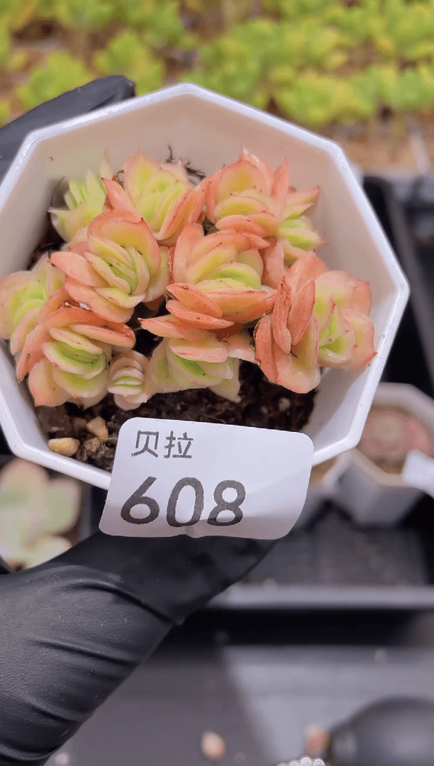 【闪购商品】608冰玫瑰锦