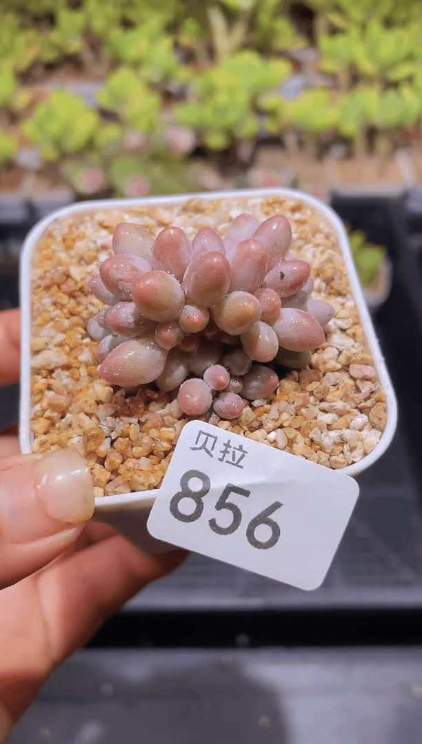 【闪购商品】856婴儿手指