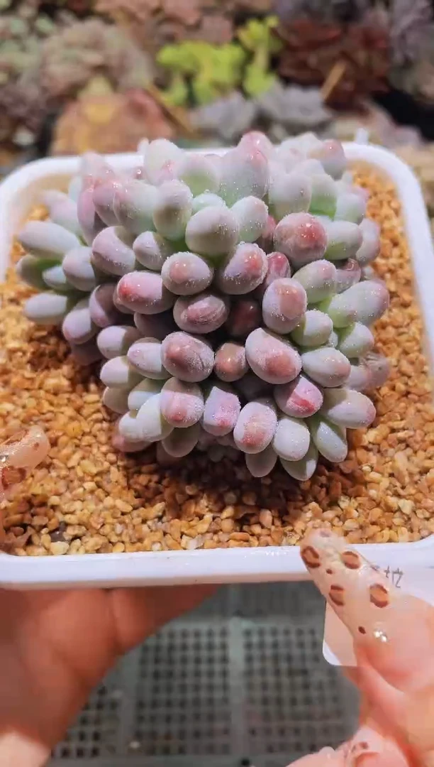 【闪购商品】263手指缀化