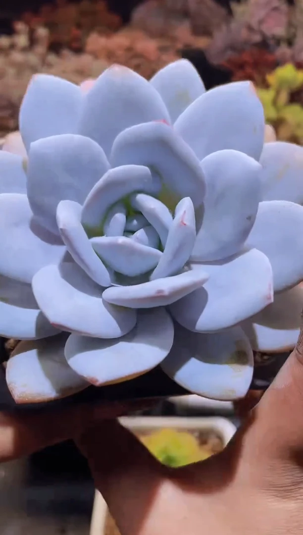 【闪购商品】430雪莲