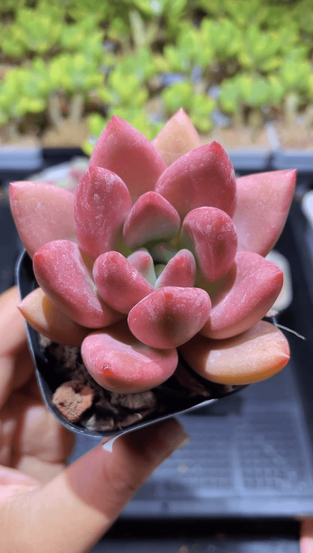 【闪购商品】064桃花源