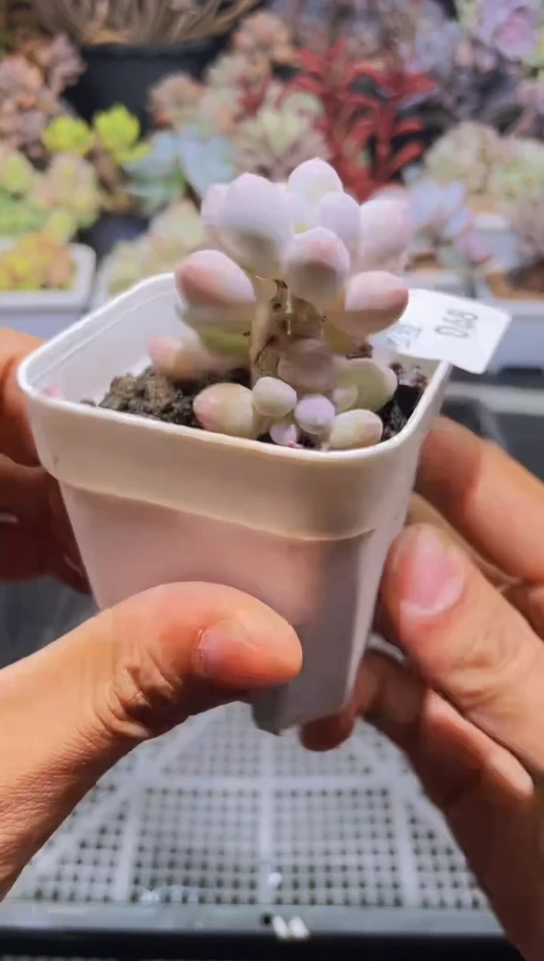 【闪购商品】068汤圆