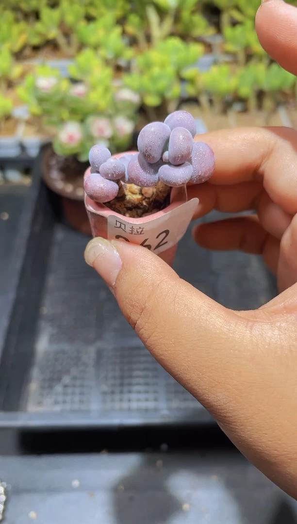【闪购商品】862腰子桃蛋带盆土发