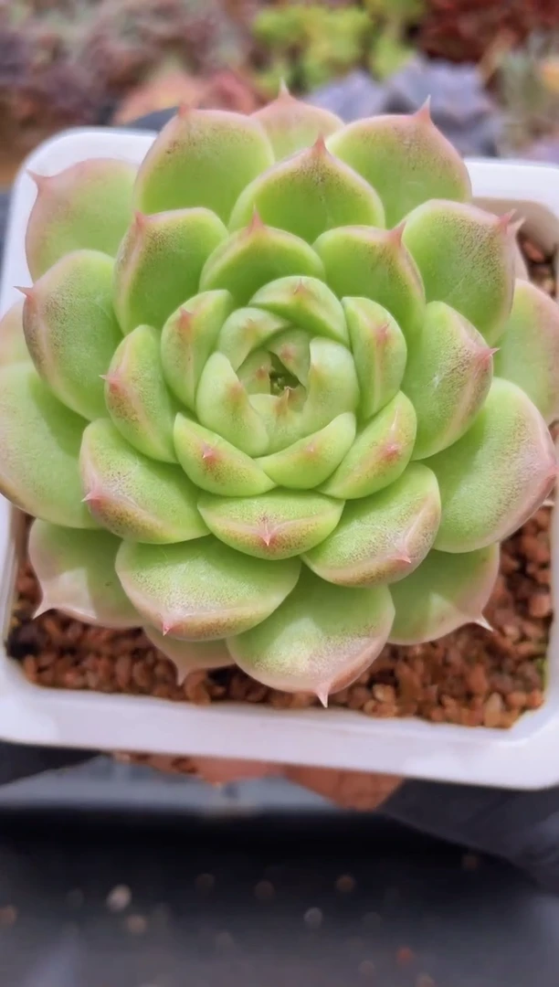 【闪购商品】965珍妮